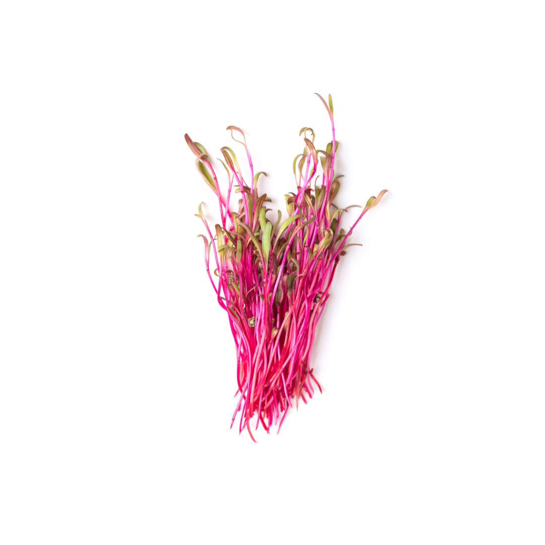 Beetroot Microgreens