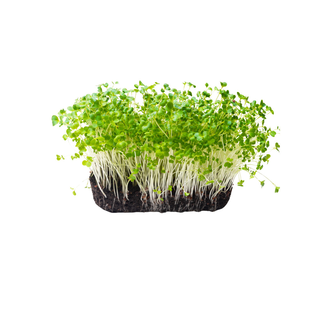 Broccoli Microgreens