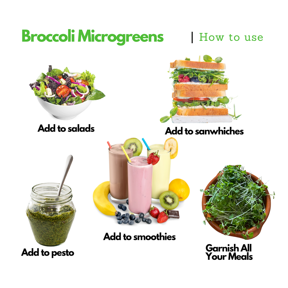 Thumbnail: Broccoli Microgreens
