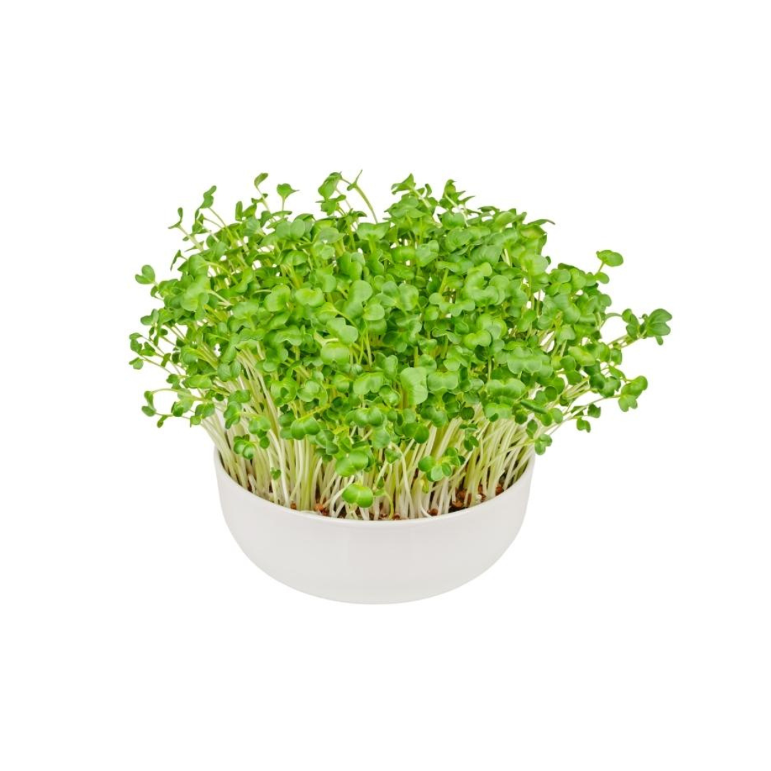 Japanese Radish Microgreens