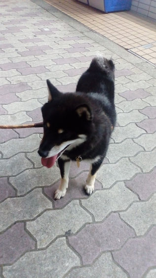 尼崎市から来た柴犬のマロ君を保護しました。