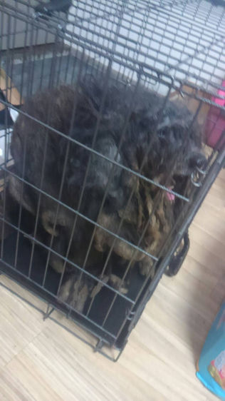 大変な状態のダップー6匹保護したらめっちゃかわいくなりました