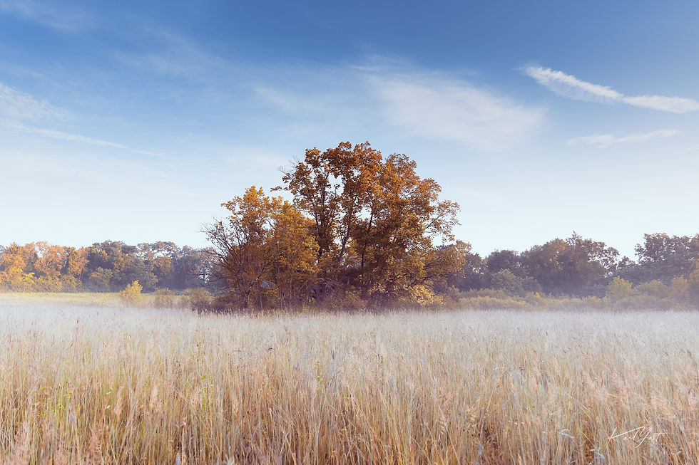 Autumn scene at Glass Farm in Yellow Springs, Ohio, with misty fields and trees with golden leaves.