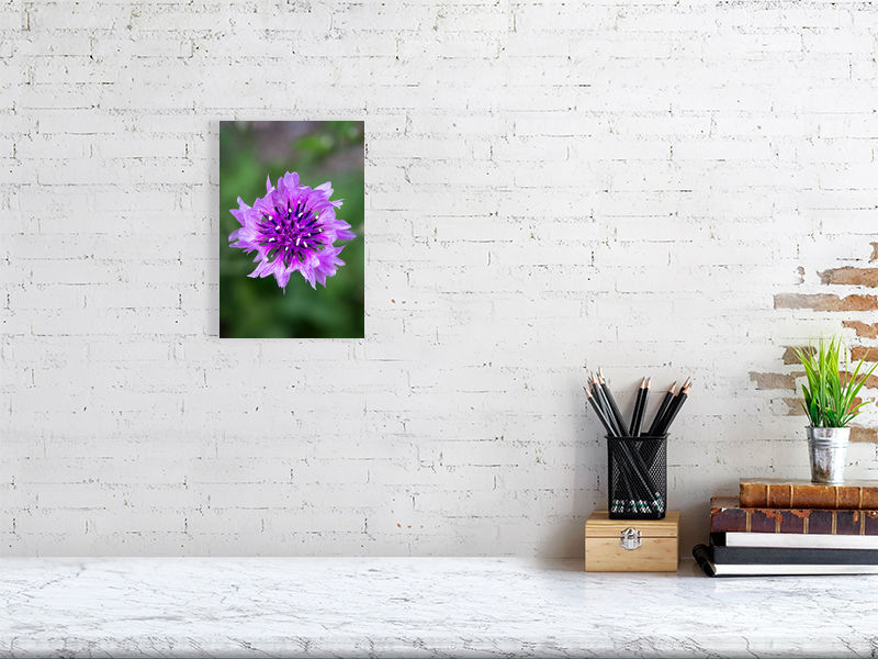 Macro photograph of a purple bachelor's button flower with ants crawling through the bloom.