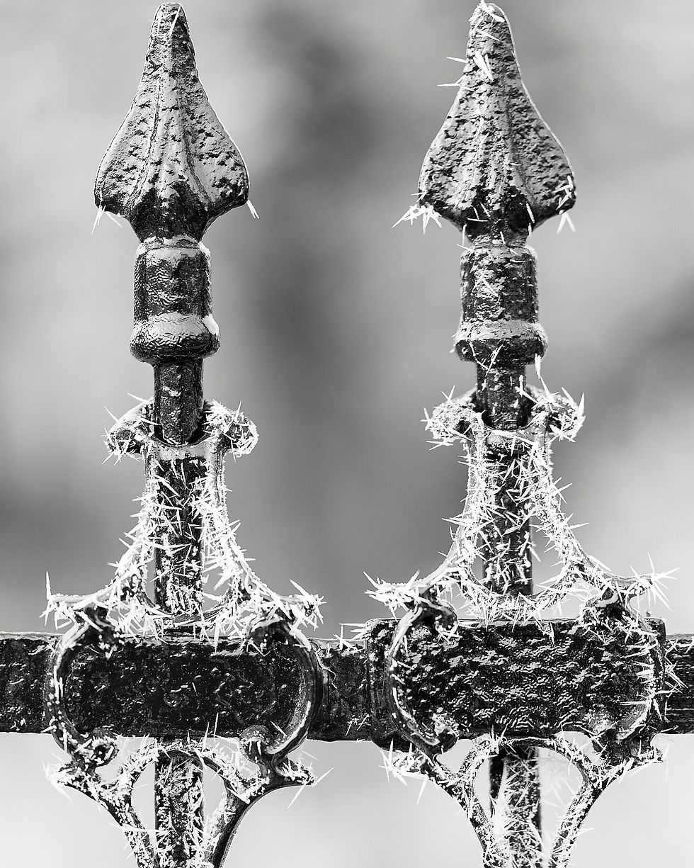 Frost-covered iron gate details in black and white