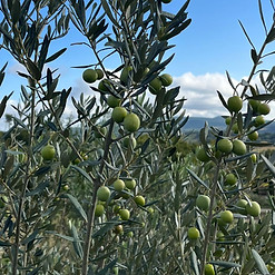 WhatsApp Image 2024-11-17 at 16_edited.j