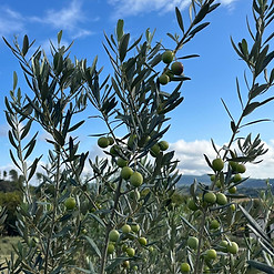 WhatsApp Image 2025-12-30 at 16.04.03.jpeg