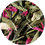 Thumbnail: Miss Dammann Loose, Dammann Frères