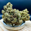 Miniature : 30% 10-OH-HHC : Weedy wonka