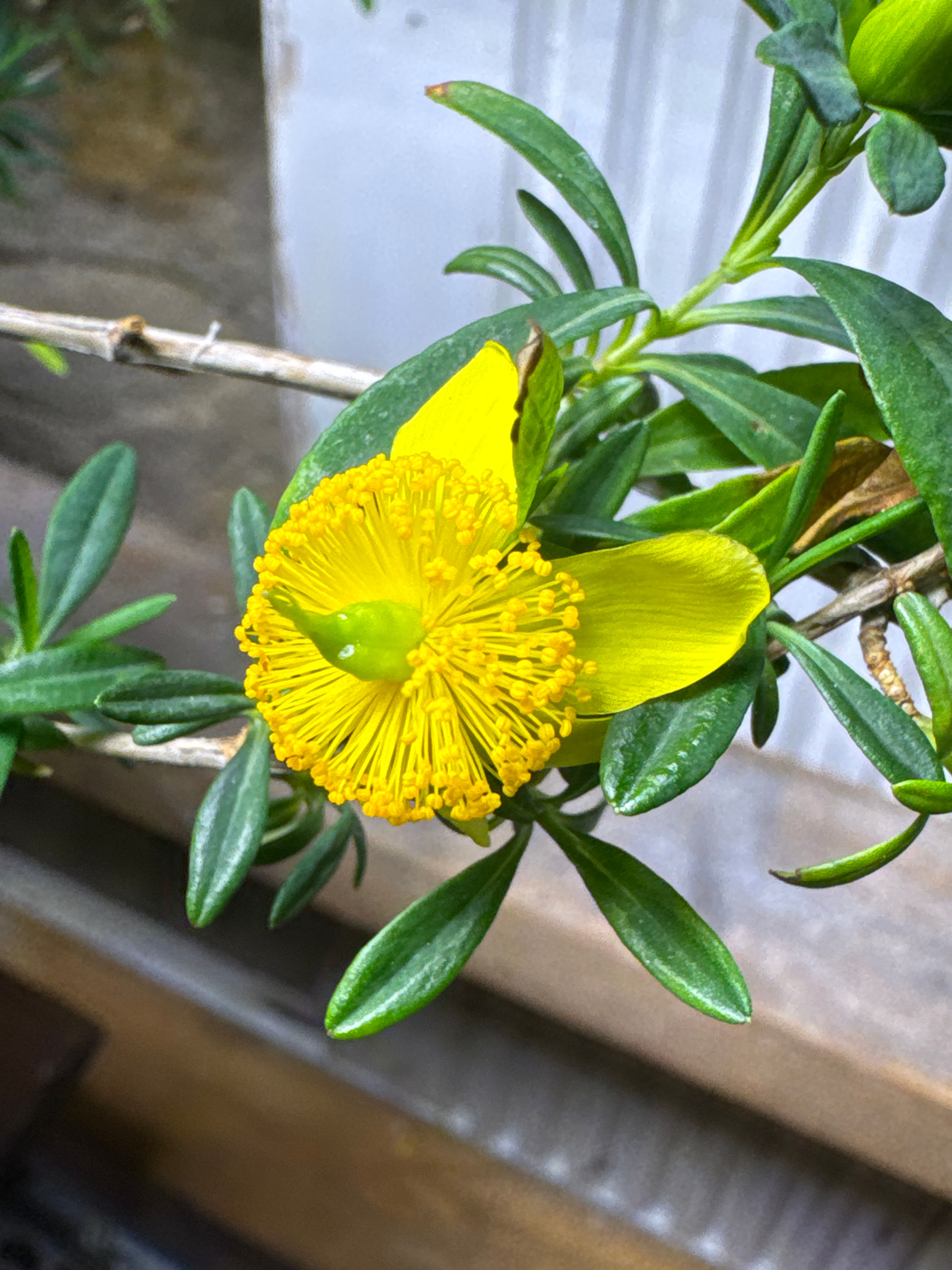 St. John’s Wort Oil | Nerve Pain Support | 2oz