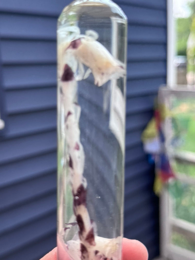 Thumbnail: Ghost Pipe Tincture | Trauma | PTSD