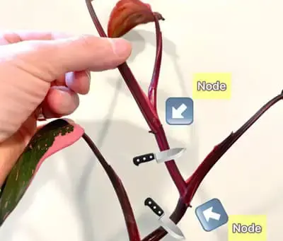 How to Propagate Your Philodendron Pink Princess
