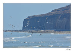 falaises goelands veules8130.jpg