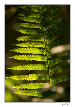 fougere4885