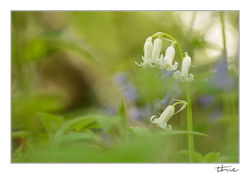 jacboi blanche9051.jpg