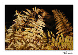 foug automne0399.jpg