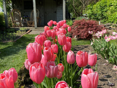 Tulips remind us that activities spring up this season at Jovian Concepts.