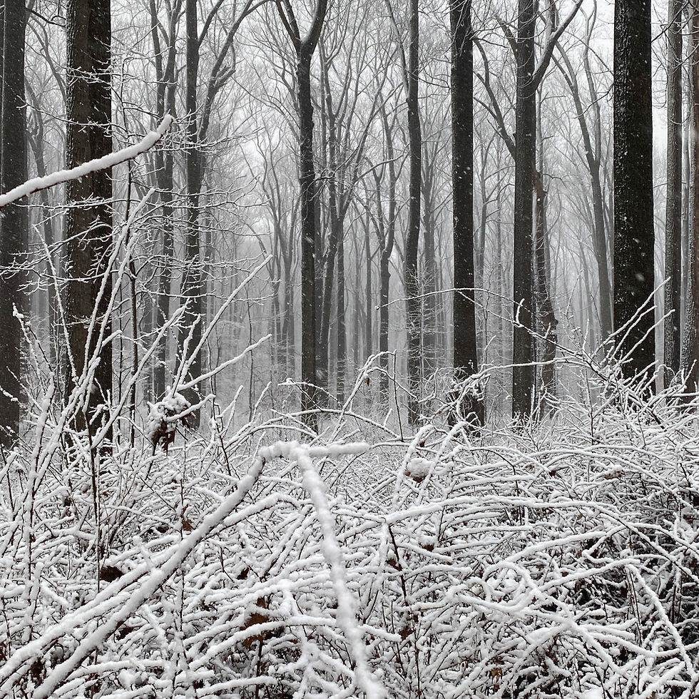 Winter weather shown in woods is in contrast to the active and cohesive corporate culture at Jovian Concepts.