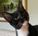 A kitten wonders if any of the Jovian Concepts BINGO night jokes are funny.