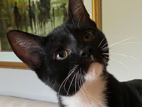 A kitten wonders if any of the Jovian Concepts BINGO night jokes are funny.