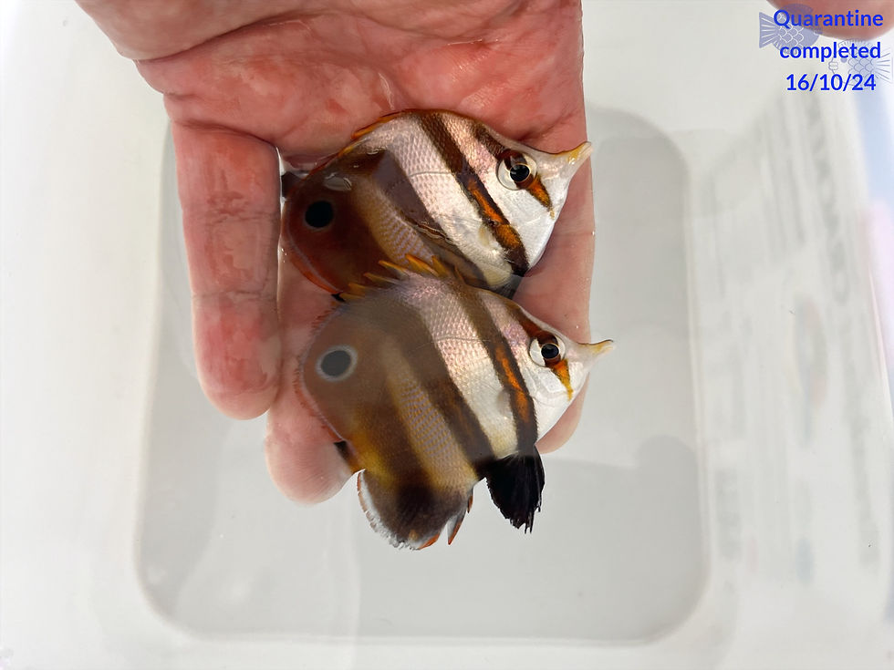 Mulleri Butterflyfish