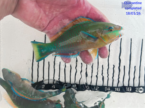 Quecotl Fish Quoyi Parrotfish (Eating Pellets) | Anything QT