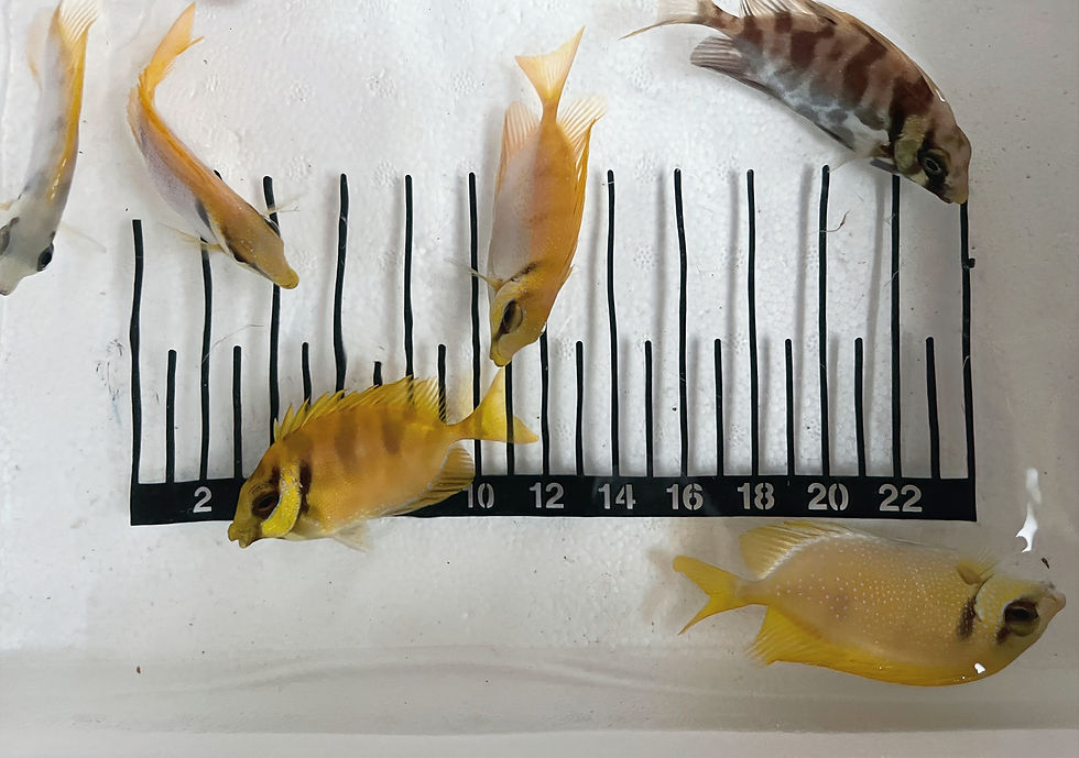 Thumbnail: Coral Rabbitfish