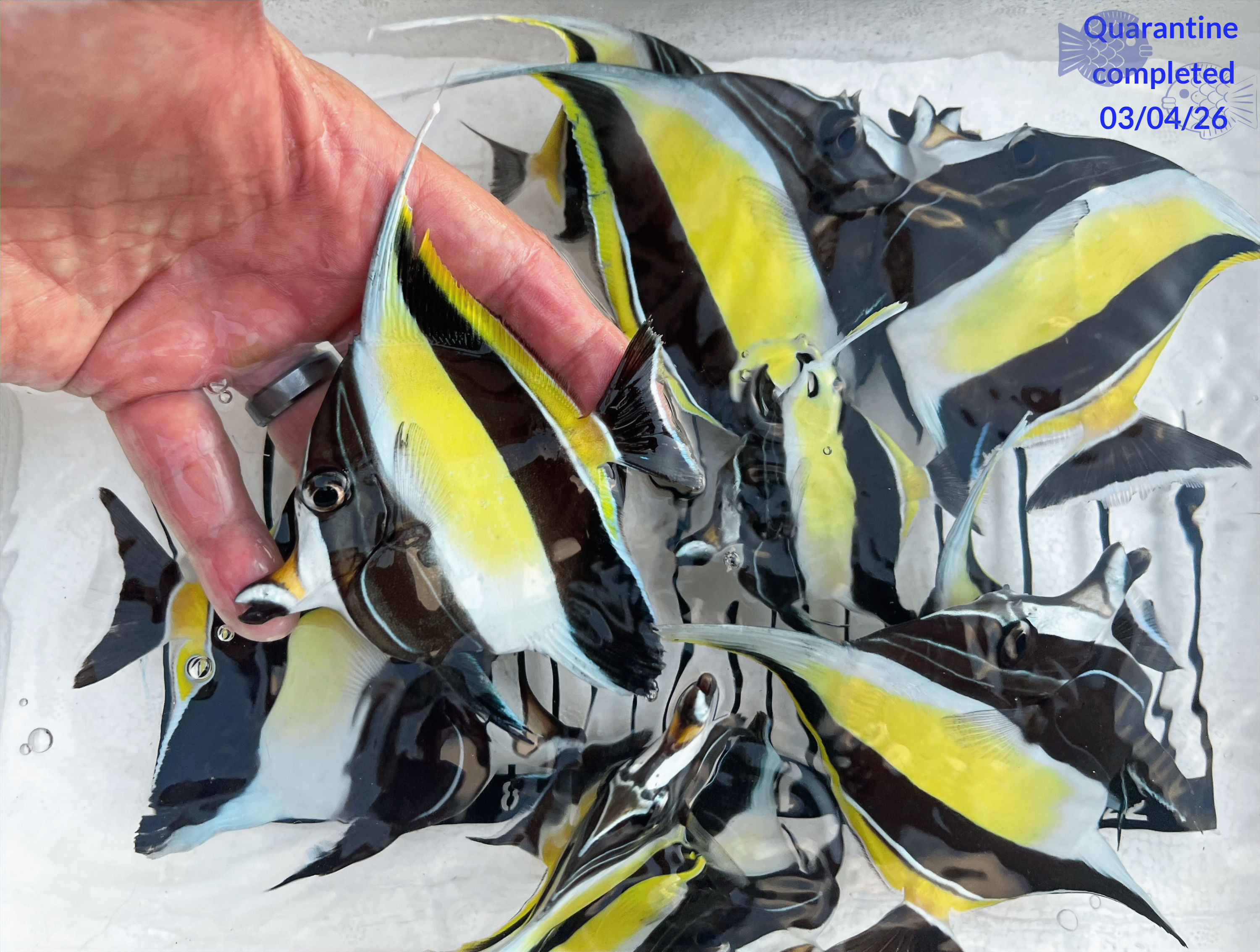 Moorish Idol