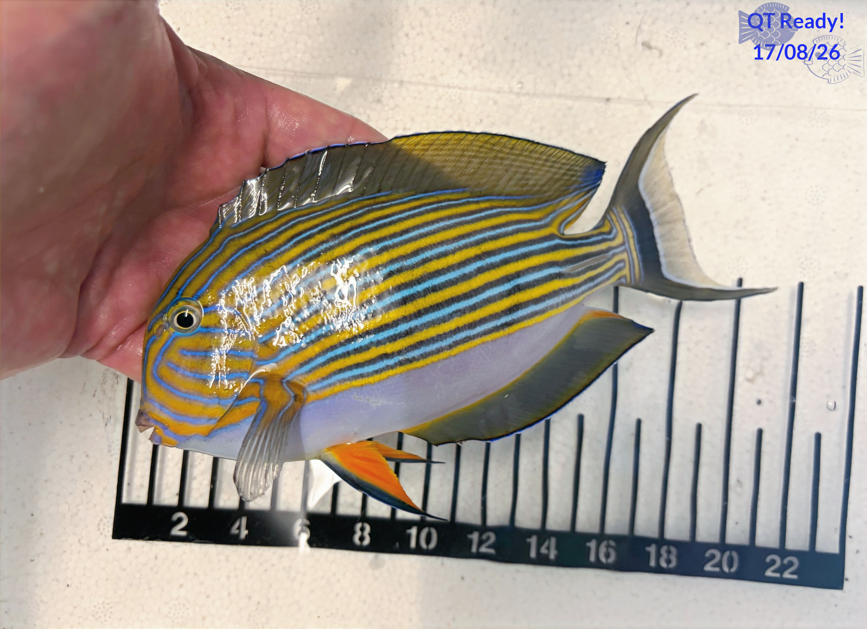 Clown Tang