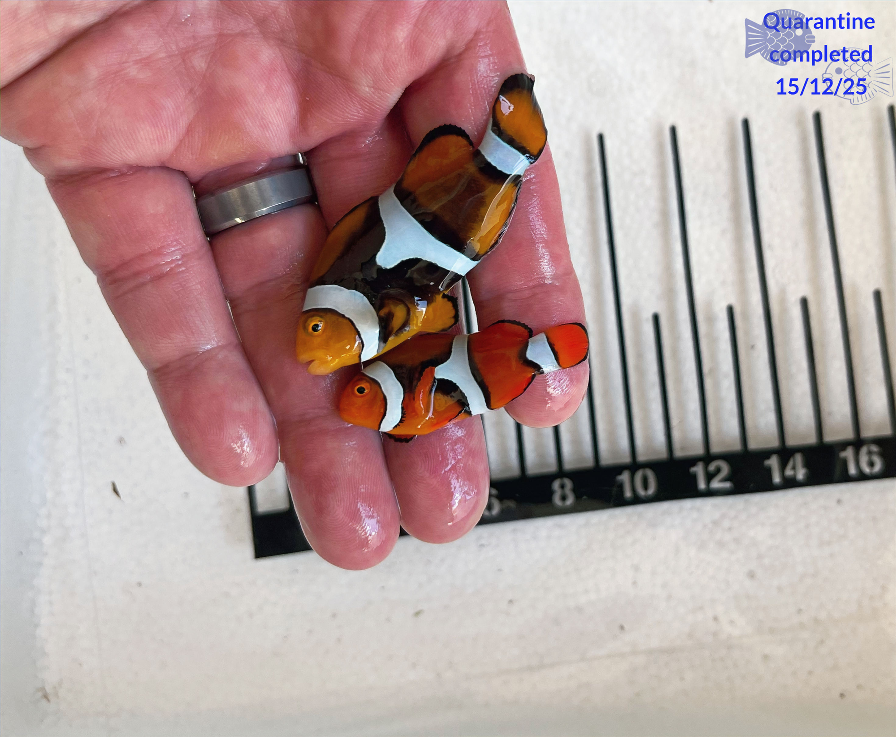 True Percula Clownfish (Pair)