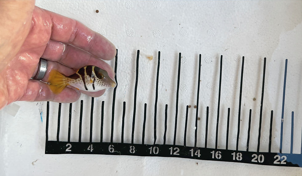 Thumbnail: Valentini Pufferfish