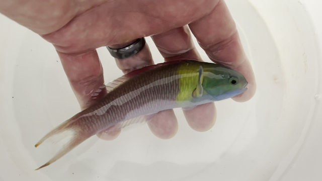 Thumbnail: Blunthead Wrasse