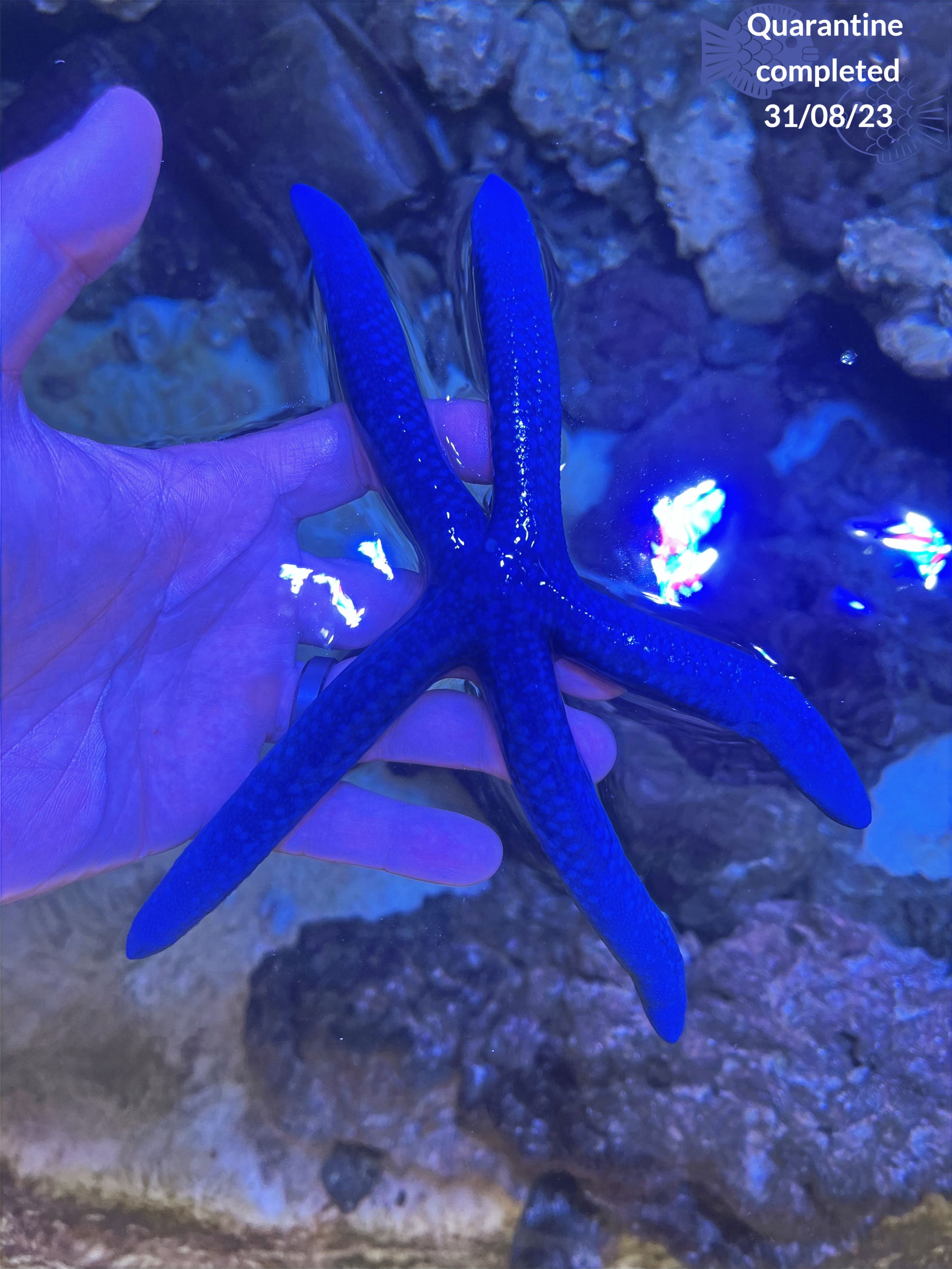 Blue Linkia Starfish