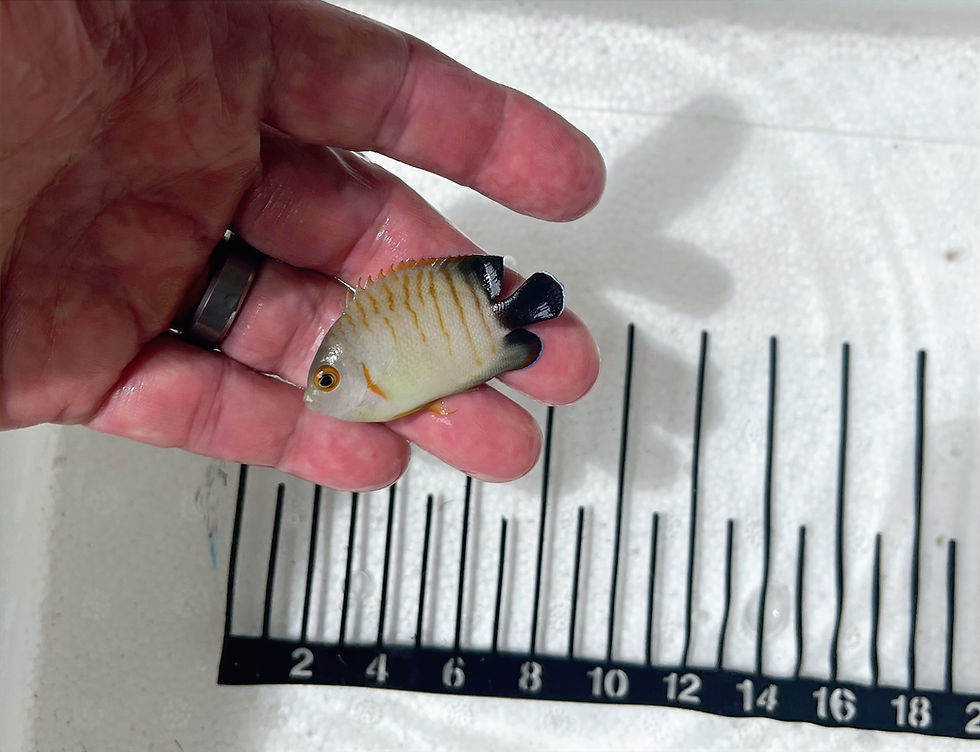 Thumbnail: Eibli Angelfish