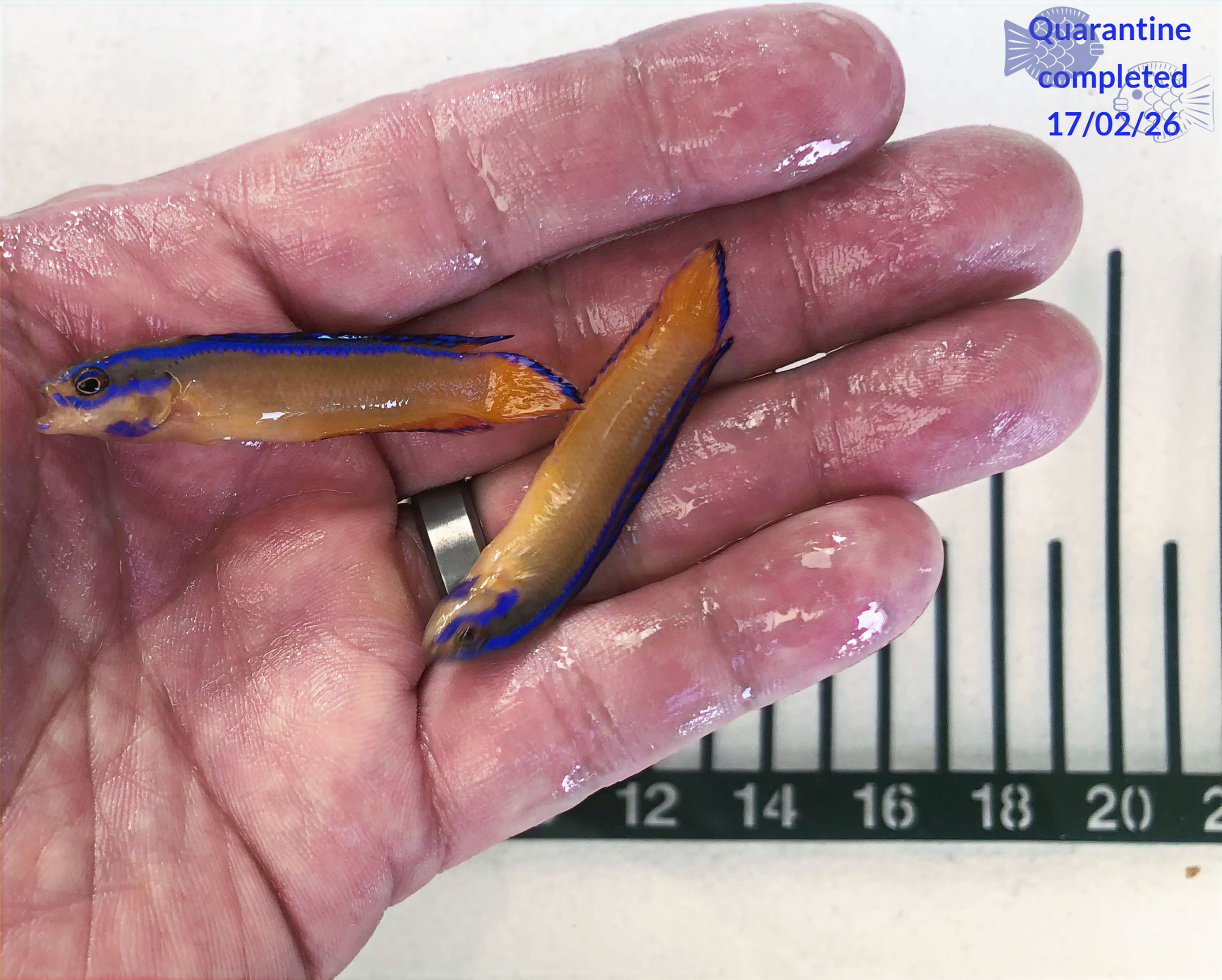 Neon Dottyback