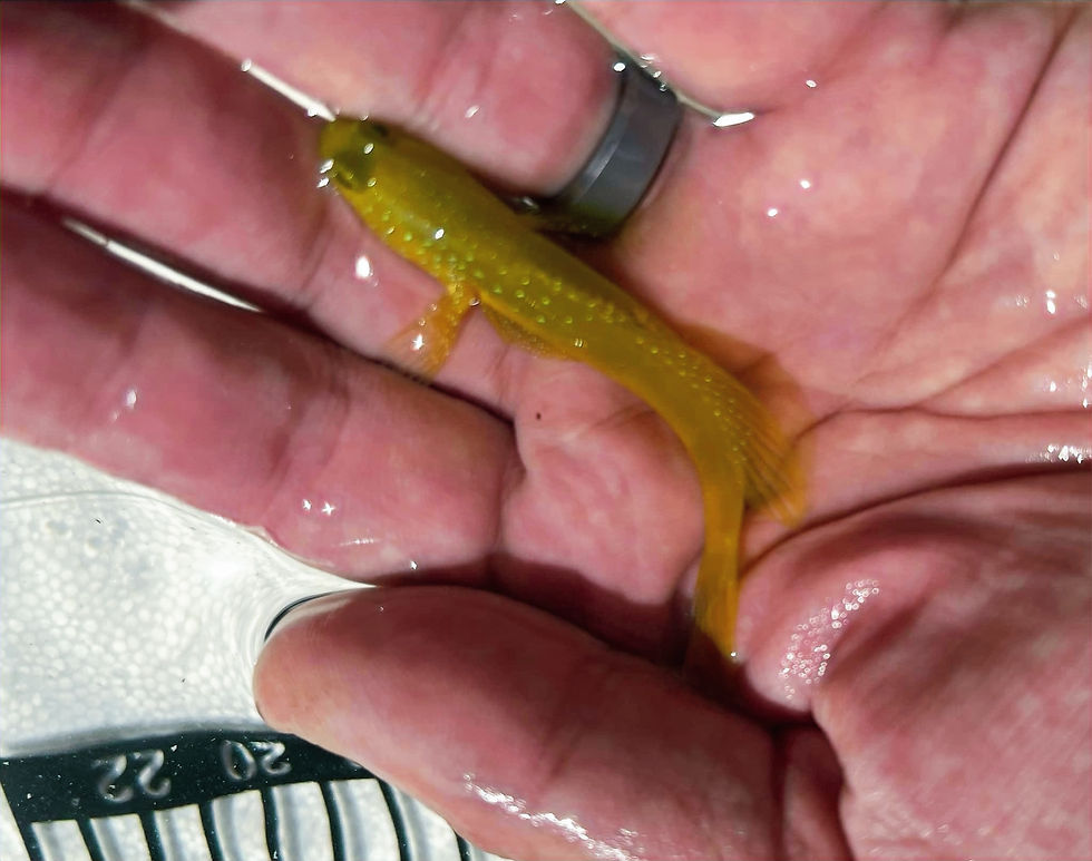 Thumbnail: Yellow Watchman Goby