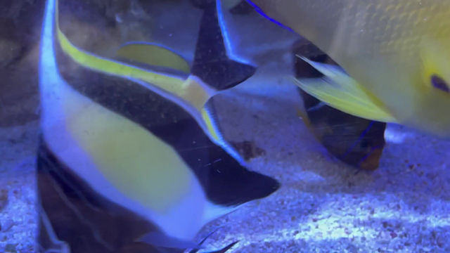Thumbnail: Abei Angelfish (P.O.A)