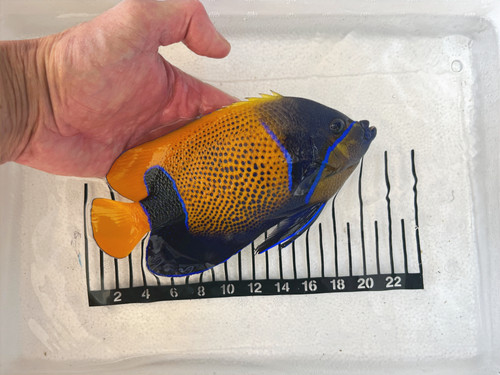 洋楽 Angelfish Majestic Angelfish XL | Anything QT