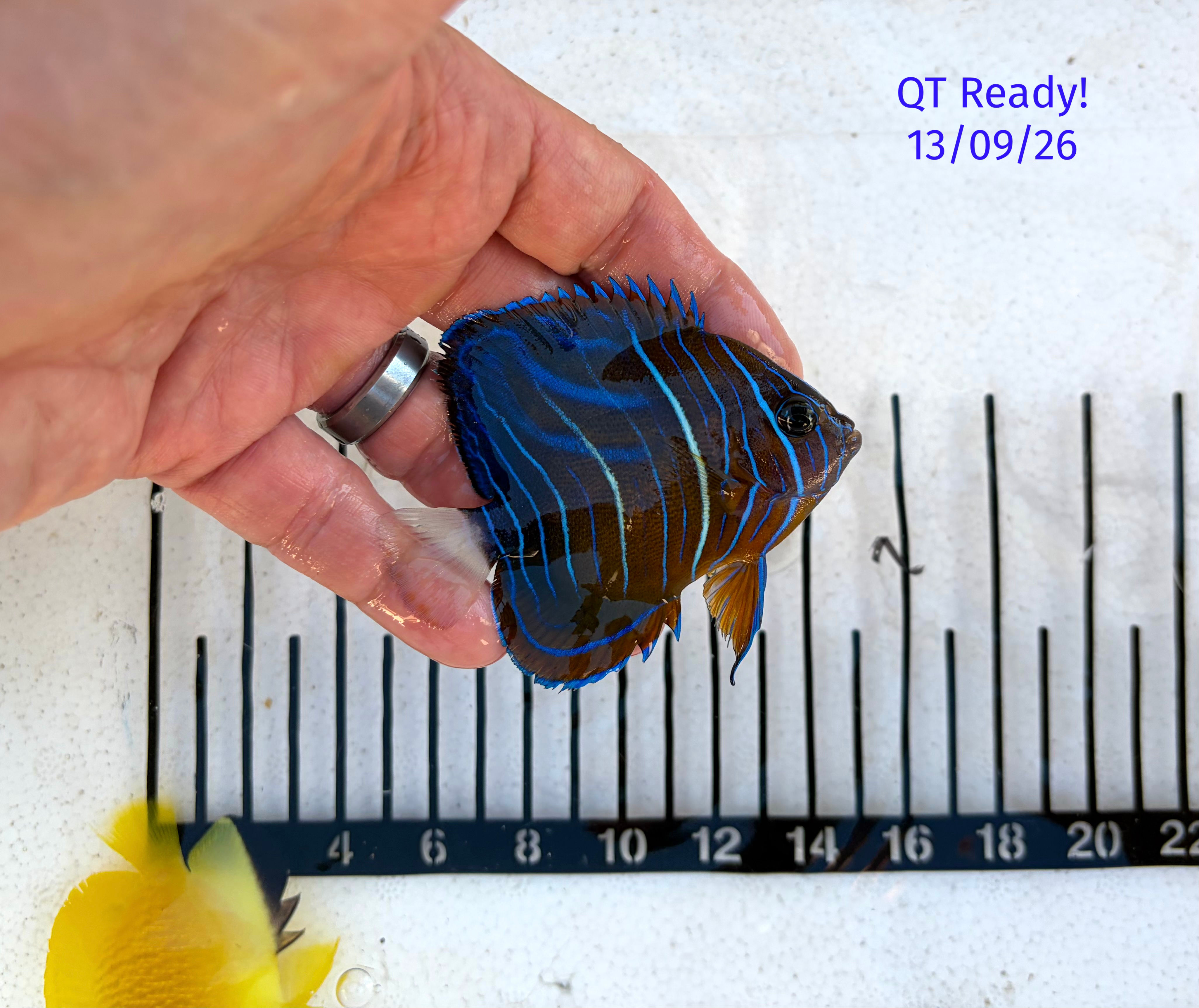 Blue Ring Angelfish