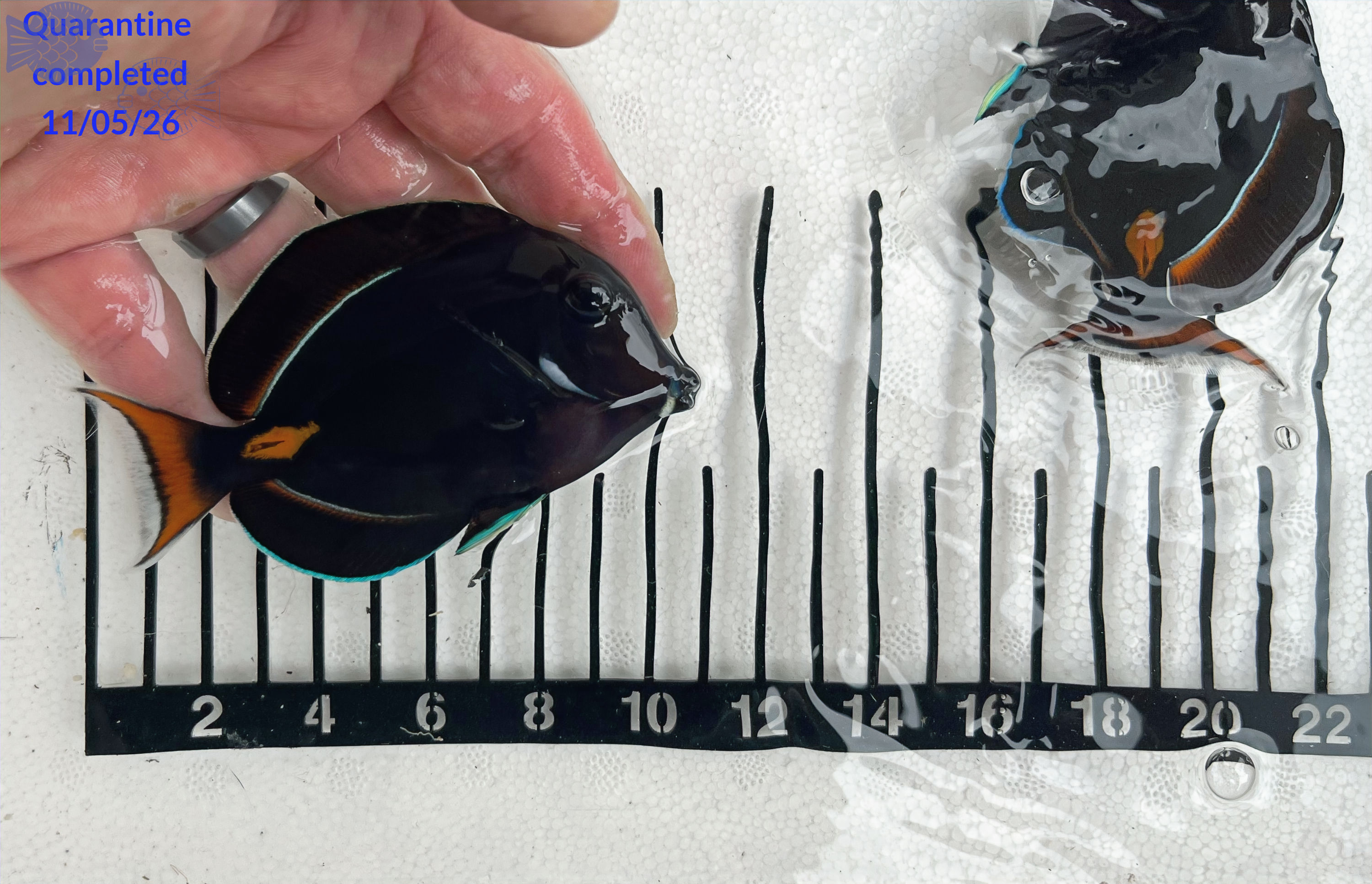 Achilles Tang (Eating Pellets)