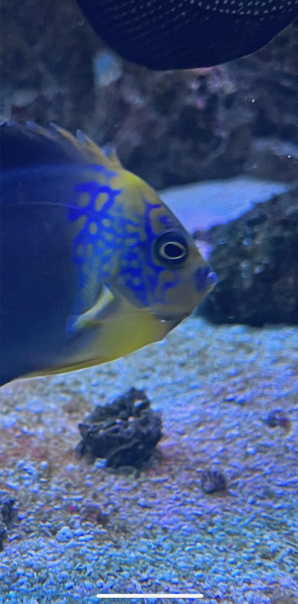 Thumbnail: Maze x Personifer Hybrid Angelfish