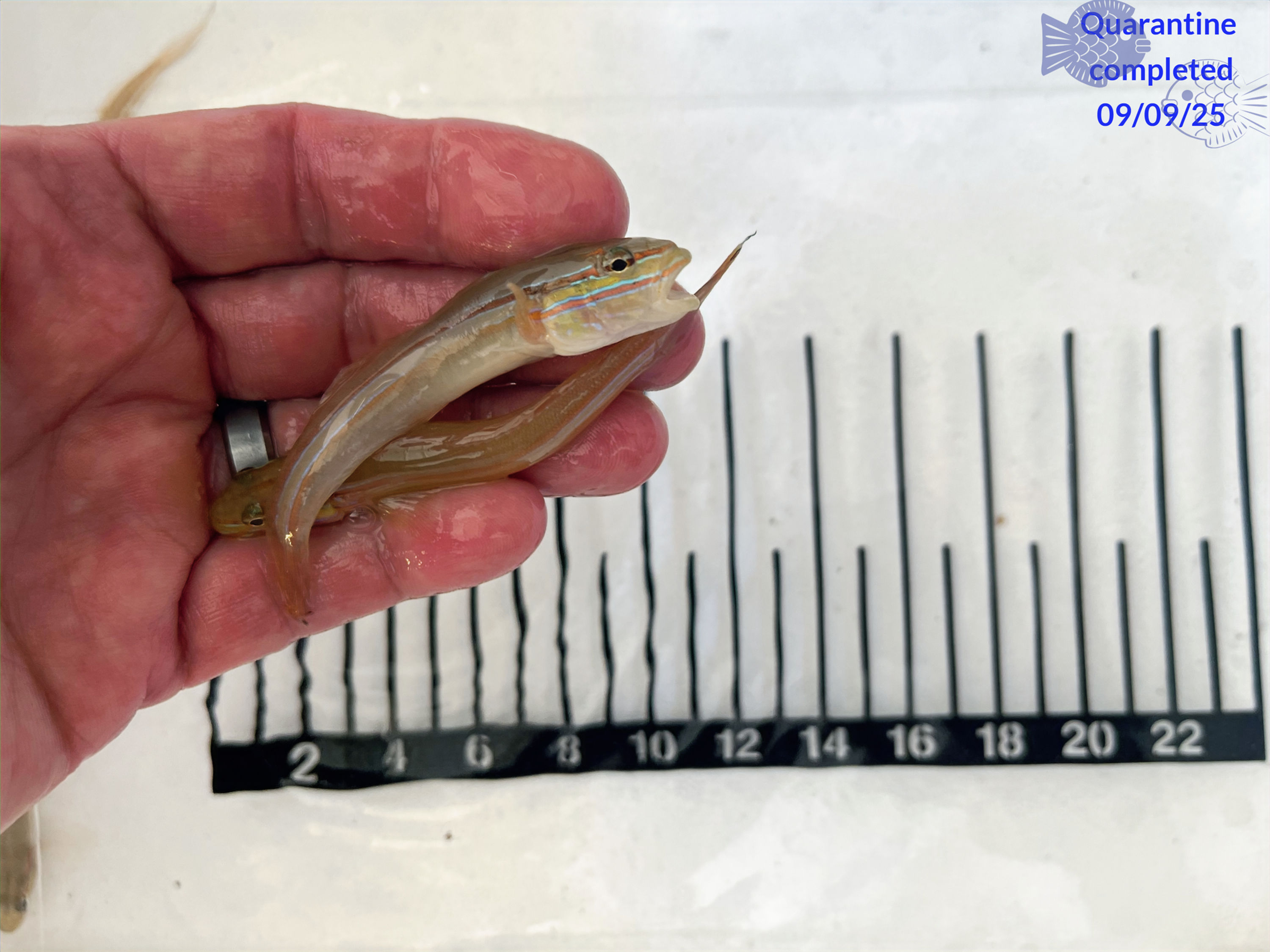 Immaculate Glider Goby