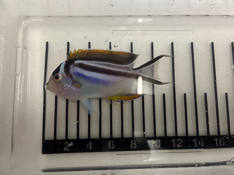 Thumbnail: Bellus Angelfish Pair
