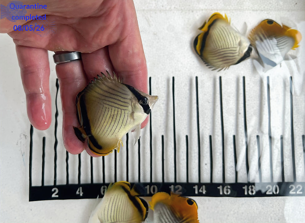 Thumbnail: Vagabond Butterflyfish