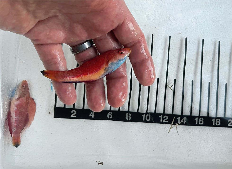Thumbnail: Sailfin Fairy Wrasse
