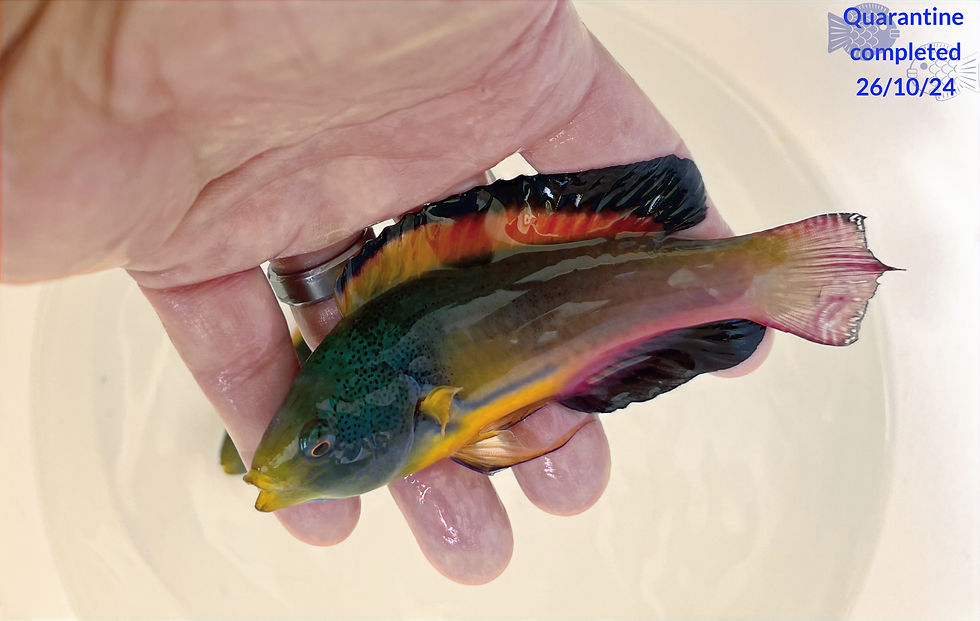 Scott's Fairy Wrasse