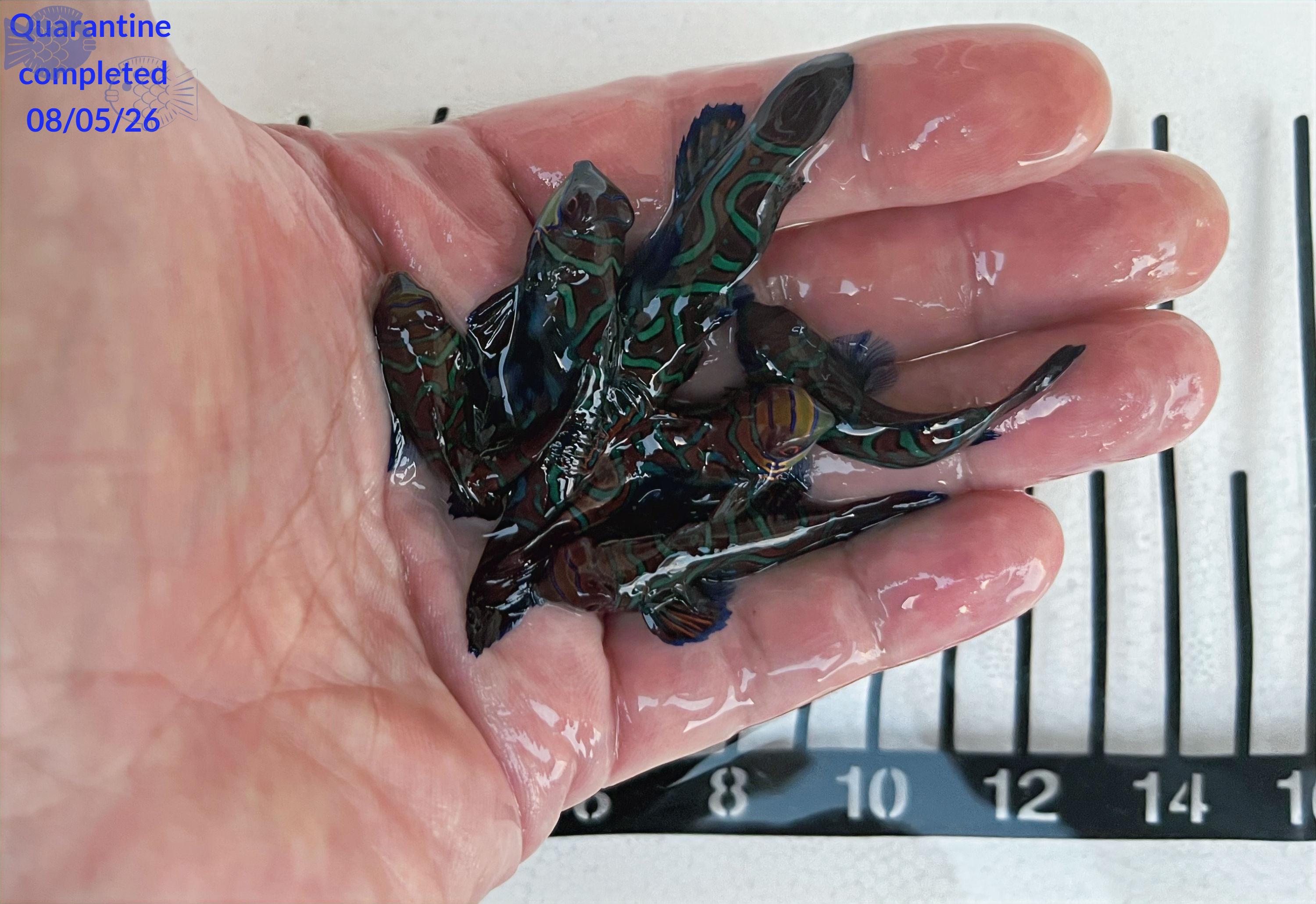 Green / Red Mandarin 