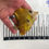 Thumbnail: Yellow Scopas Tang