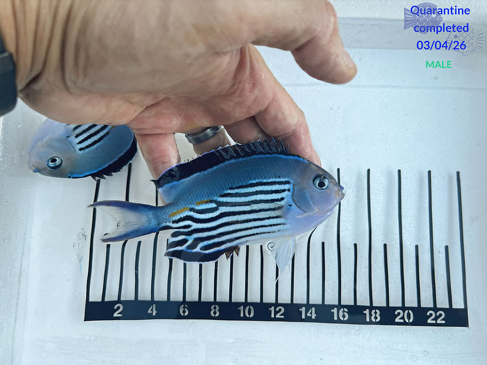 Thumbnail: Watanabei Angelfish 