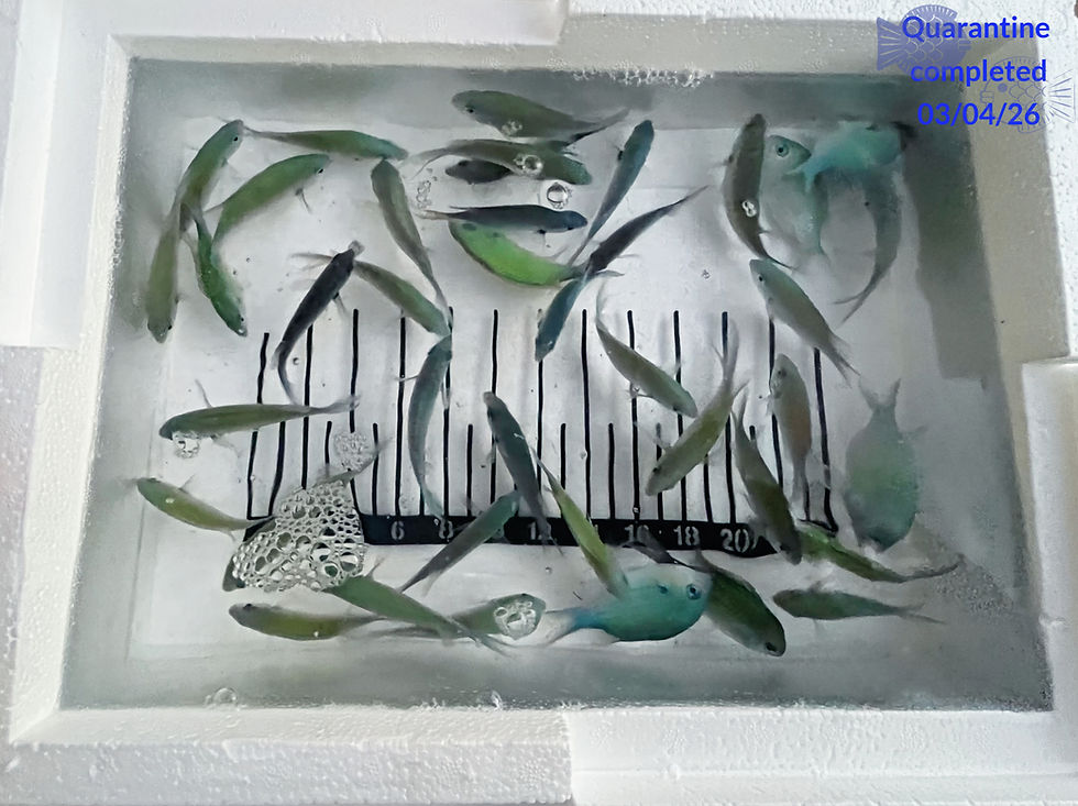 Thumbnail: Blue-green Chromis